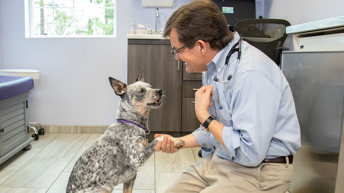 harmony vet care harmony vet care