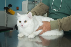 signs and symptoms of giardia in cats