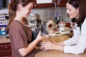 veterinarian looking at a dog with pyometra