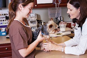 How to Spot Signs of Pyometra in Dogs or Cats - Harmony Animal Hospital How to Spot Signs of Pyometra in Dogs or Cats - Harmony Animal Hospital
