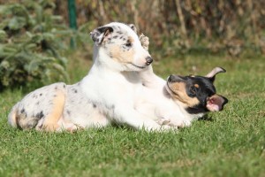 puppy socialization