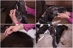 Dog receiving acupuncture treatments.