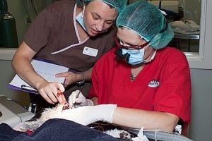 Cleaning a dog's teeth under anaesthesia.