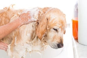 Dog getting a bath.
