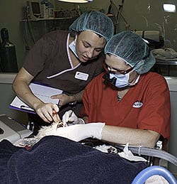 Cleaning a dog's teeth under anaesthesia.