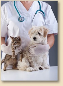 vets near me, animal hospital apex nc