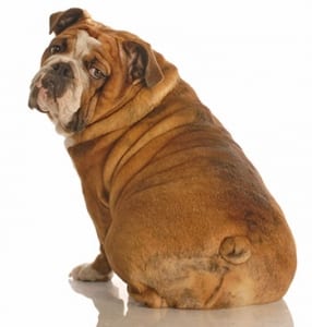Overweight female dogs may need episioplasty.