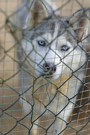 dog breed is sitting at cell