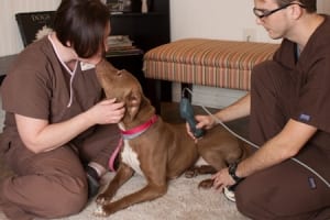 Brown dog getting laser therapy as part of her rehab treatment.