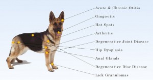 Canine conditions that can be treated with laser therapy.