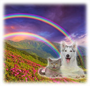 The Rainbow Bridge, where our pets go to wait for us.