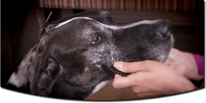 Old black dog watching his person.