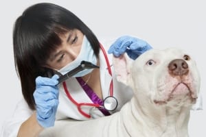 Vet examining a dog's ear canal.