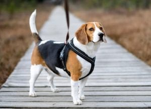 beagle in a dog harness