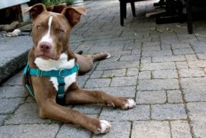 dog wearing a green harness
