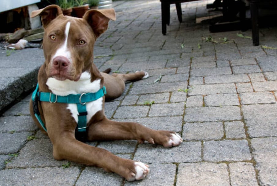 Dog harness use hotsell