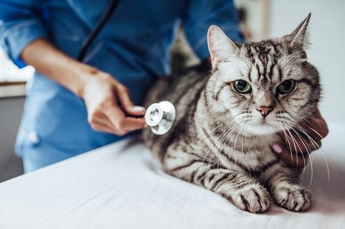 veterinarian putting a stethoscope on a cat