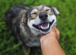 happy dog being pet under the chin
