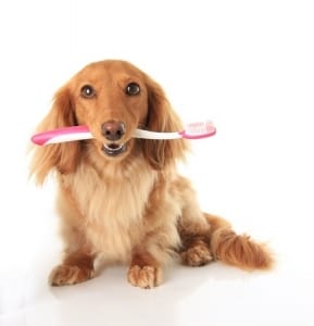 Dachshund with a toothbrush after tooth restoration.