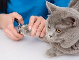 Cat having his toenails trimmed.