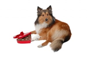 Eating chocolate can be an emergency for dogs.