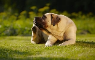 Mastiff scratching because of an allergy.