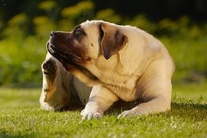 Mastiff scratching because of an allergy.
