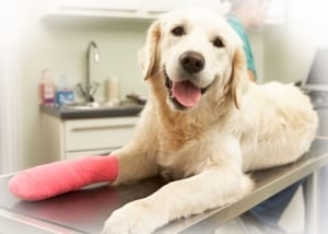 Dogs covered by pet insurance don't worry about affording treatment.