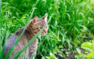 Cats that go outside can get heartworm from mosquito bites.