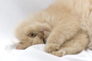Upside down cream cat.
