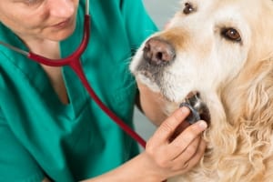 Vet listening to a heartworm positive dog's heart.