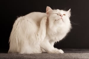 White cat scratching a flea.