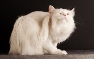White cat scratching a flea.