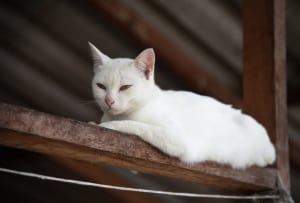 Sun damage is one of the typical skin problems in cats - especially white ones.