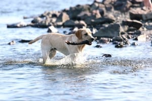 Happy dog playing in the water at the coast.