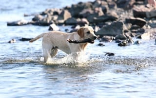 Happy dog playing in the water at the coast.