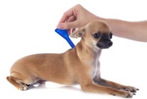 Applying topical flea and tick prevention to a small dog's back.