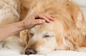 Golden Retriever Dog convalescing from the flu.