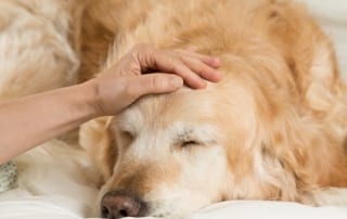 Golden Retriever Dog convalescing from the flu.