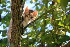 Young kitten hiding from fleas by climbing a tree.