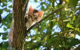 Young kitten hiding from fleas by climbing a tree.