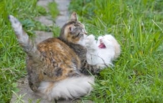 Outdoor cats have a higher NC rabies risk than indoor cats.