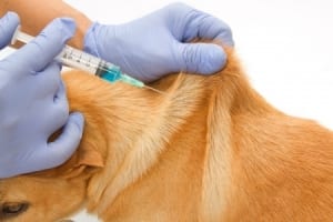 Pet vaccination is vital to help keep your furbaby safe from disease.