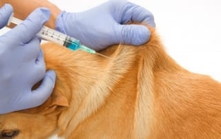 Pet vaccination is vital to help keep your furbaby safe from disease.