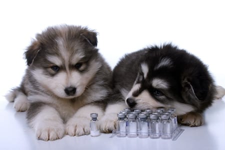 what vaccines are legally required for dogs