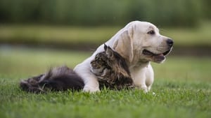 Older dogs need regular booster shots.