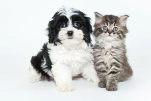 Puppies and kittens need vaccinations to stay healthy.