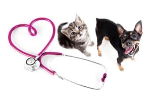 Getting a fecal sample from your pet.