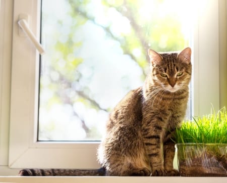 Cat Whether your cat is an indoor or outdoor cat, our spay and neuter program will help her live a healthy, happy life.