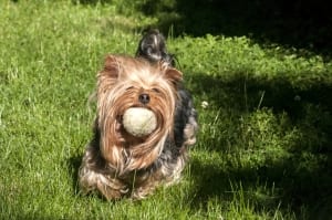 Yorkies are happier when they don't have worms.